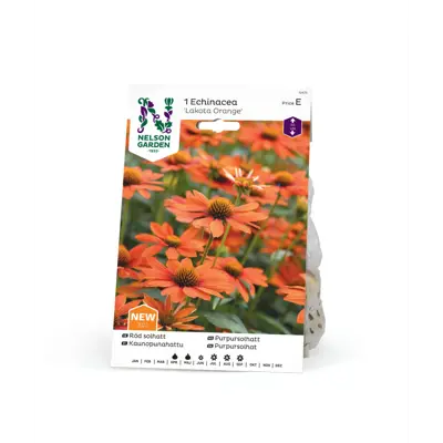 Vårløk purpursolhatt Lakota Orange