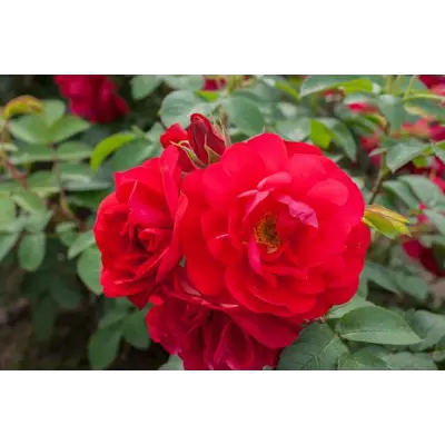 Rose Hansaland