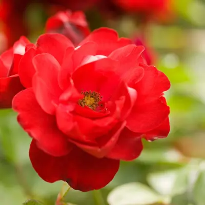 Rose Hansaland, bilde 2