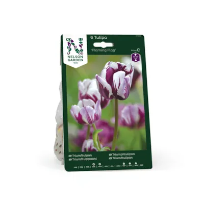 Høstløk tulipan Flaming Flag