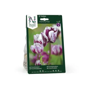 Høstløk tulipan Flaming Flag
