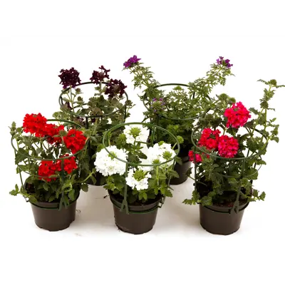 Verbena Sommerblomst