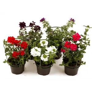 Verbena Sommerblomst