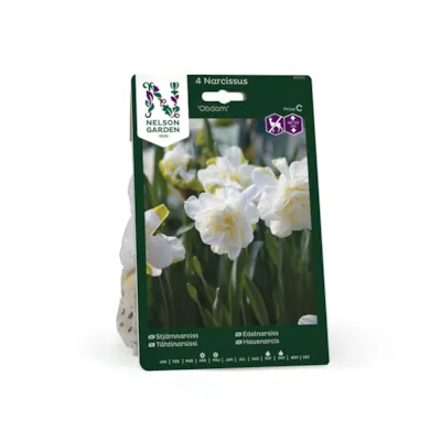 Høstløk edelnarsiss Obdam