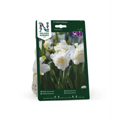 Høstløk edelnarsiss Obdam