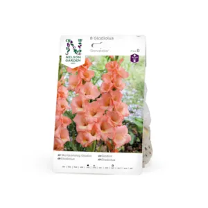 Vårløk gladiol Donatella