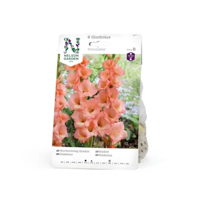 Vårløk gladiol Donatella