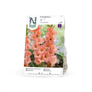 Vårløk gladiol Donatella
