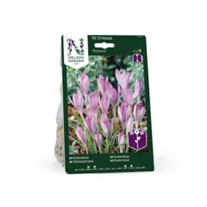 Høstløk snøkrokus Roseus