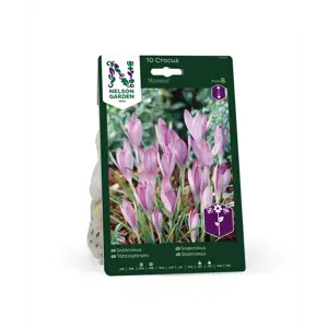Høstløk snøkrokus Roseus