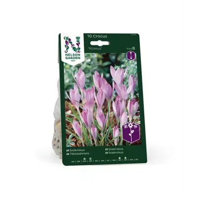 Høstløk snøkrokus Roseus