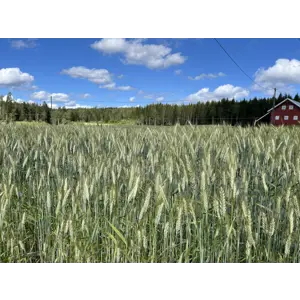 KWS Tayo Høstrug