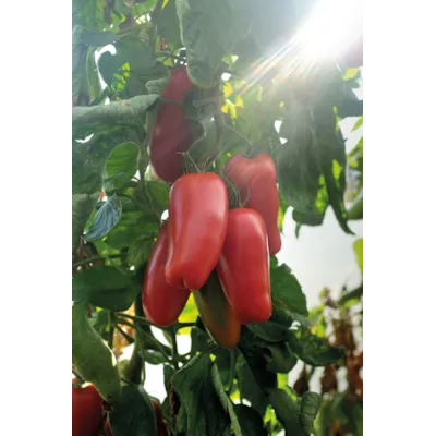 Frø tomat høy Agro økologisk, bilde 2