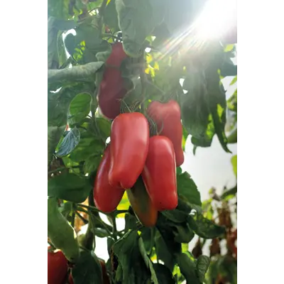 Frø tomat høy Agro økologisk, bilde 2