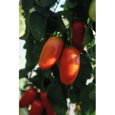 Frø tomat høy Agro økologisk, bilde 3