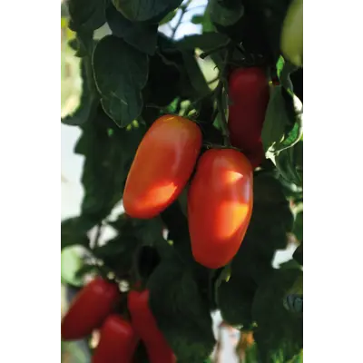 Frø tomat høy Agro økologisk, bilde 3