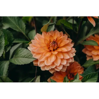 Høstløk dekorative georginer Nicohlas, bilde 2