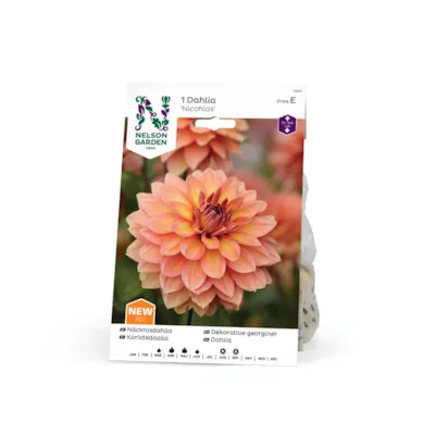 Høstløk dekorative georginer Nicohlas