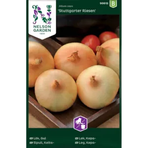 Frø kepaløk Stuttgarter Riesen