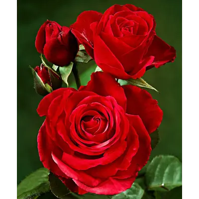 Rose Nina Weibull