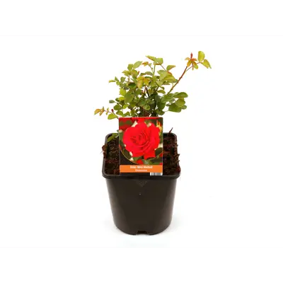 Rose Nina Weibull, bilde 2