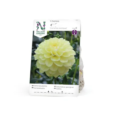 Vårløk dekorative georginer Caramel Antique