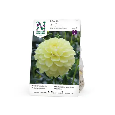 Vårløk dekorative georginer Caramel Antique