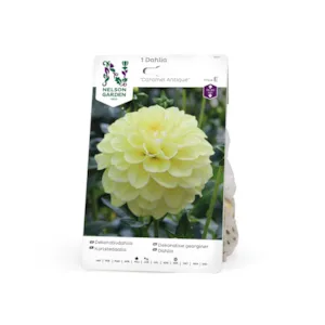 Vårløk dekorative georginer Caramel Antique