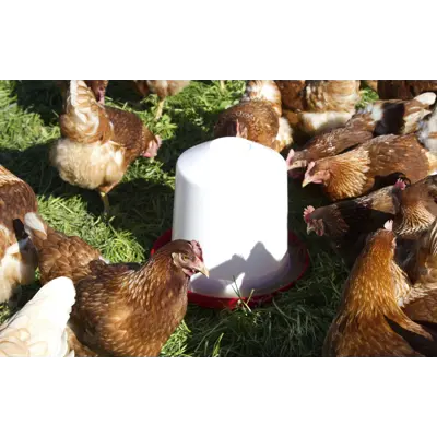 Vannautomat kylling og vaktel, bilde 6