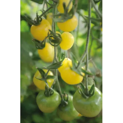 Frø tomat høy White Cherry, bilde 2