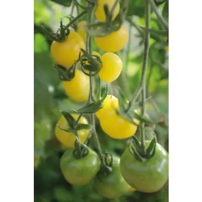 Frø tomat høy White Cherry, bilde 2