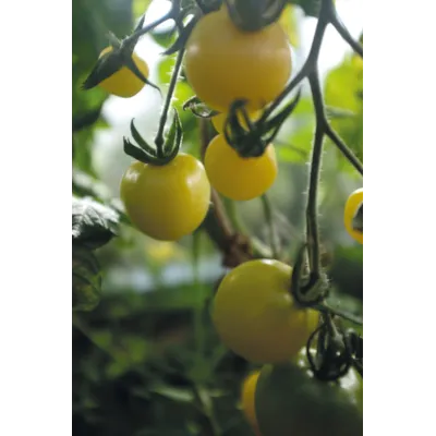 Frø tomat høy White Cherry, bilde 3