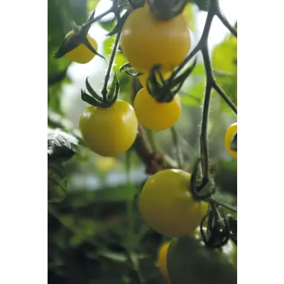 Frø tomat høy White Cherry, bilde 3