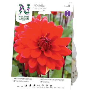 Vårløk dekorative georginer Heatwave