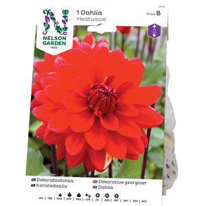 Vårløk dekorative georginer Heatwave