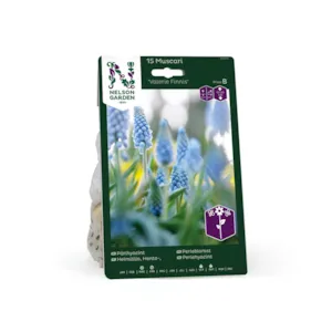 Høstløk perleblomst Valerie Finnis