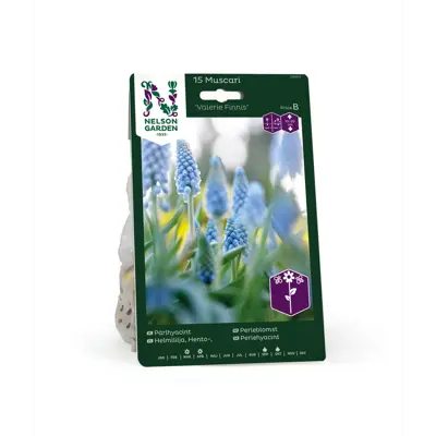 Høstløk perleblomst Valerie Finnis