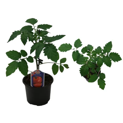 Solanum lycopersicum, Tomat Biff