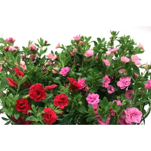 Superpetunia