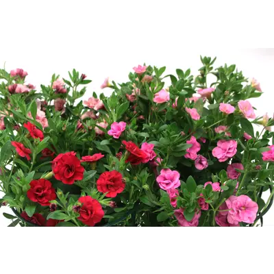Superpetunia
