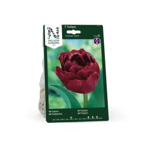 Høstløk tulipan Uncle Tom