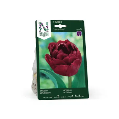 Høstløk tulipan Uncle Tom