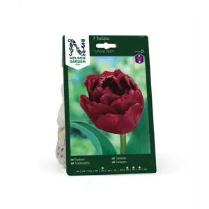 Høstløk tulipan Uncle Tom