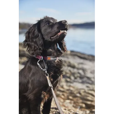 Halsbånd Tumble lilla XS, bilde 2