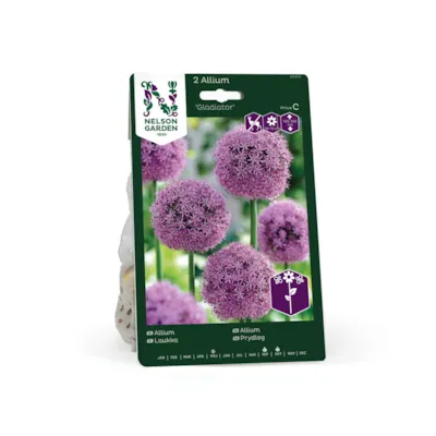 Høstløk allium Gladiator
