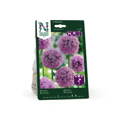 Høstløk allium Gladiator