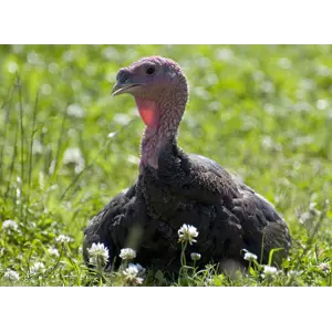 Kalkun Oppdrett 2 pelletrert