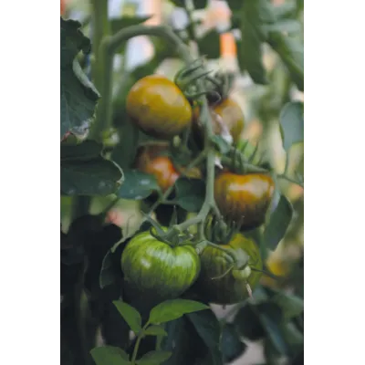 Frø tomat høy Green Zebra, bilde 2