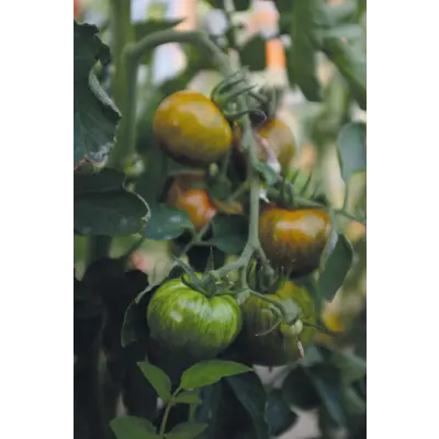 Frø tomat høy Green Zebra, bilde 2