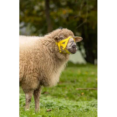 Grime for sau/geit gul, bilde 2